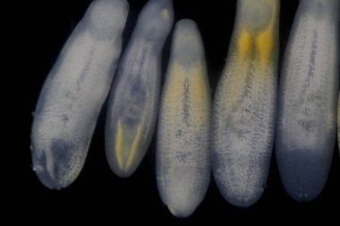 Clinostomum spp. Dünya çapında dağılımı olan tatlı su flütleri ve salyangozlar (orta konukçular), balıklar veya amfibyumlar (ikincil orta konukçular) dahil olmak üzere birden fazla konukçuyu içeren karmaşık bir yaşam döngüsüdür.).