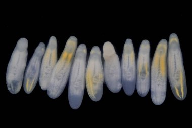 Clinostomum spp. Dünya çapında dağılımı olan tatlı su flütleri ve salyangozlar (orta konukçular), balıklar veya amfibyumlar (ikincil orta konukçular) dahil olmak üzere birden fazla konukçuyu içeren karmaşık bir yaşam döngüsüdür.).