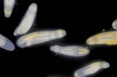 Clinostomum spp. Dünya çapında dağılımı olan tatlı su flütleri ve salyangozlar (orta konukçular), balıklar veya amfibyumlar (ikincil orta konukçular) dahil olmak üzere birden fazla konukçuyu içeren karmaşık bir yaşam döngüsüdür.).