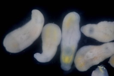 Clinostomum spp. Dünya çapında dağılımı olan tatlı su flütleri ve salyangozlar (orta konukçular), balıklar veya amfibyumlar (ikincil orta konukçular) dahil olmak üzere birden fazla konukçuyu içeren karmaşık bir yaşam döngüsüdür.).