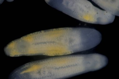 Clinostomum spp. Dünya çapında dağılımı olan tatlı su flütleri ve salyangozlar (orta konukçular), balıklar veya amfibyumlar (ikincil orta konukçular) dahil olmak üzere birden fazla konukçuyu içeren karmaşık bir yaşam döngüsüdür.).