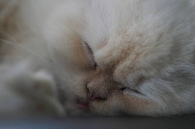 Beyaz İran kedileri, Beyaz İran kedileri