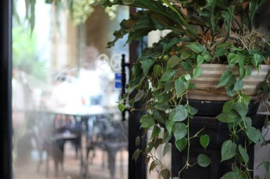 green planter in front of an open window with sunlight during sunrise.