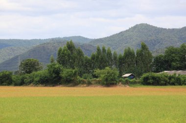 Golf sahası, gökyüzü ve yeşil çimen, günbatımında tropik golf sahası, Tayland
