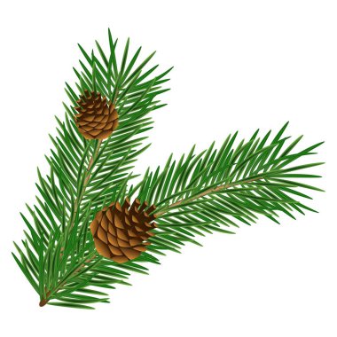 Beyaz arka planda izole edilmiş kozalakları olan gerçekçi bir çam dalı. Evergreen orman bitkileri. Vektör ladin dalı. Noel veya Yeni Yıl tatili için dekorasyon unsuru.