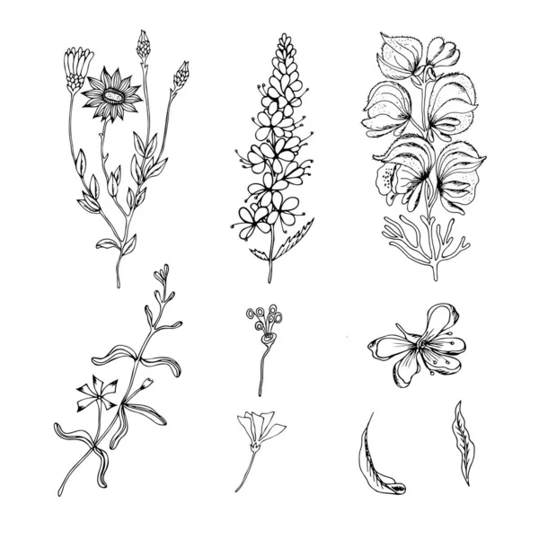 Bir Dizi Tarla Bitkisinin Çizimi Beyaz Arka Planda Yabani Çiçeklerin — Stok Vektör