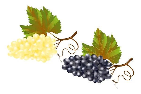 Blue and white table grapes 3d — Stock Vector