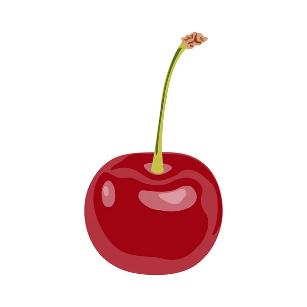 Red delicious ripe cherry with a host isolated — Stock Vector