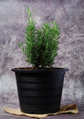 Gri arka planda, Terracotta Pot 'taki Rosemary Tree. Rosmarinus officinalis. Arka plandaki biberiyede metnin için kopyalama alanı olan taze aromatik biberiye.