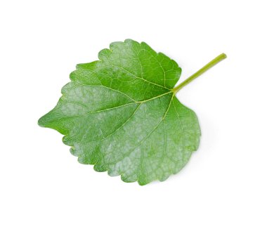  İzole edilmiş yapraklar. Üst görünüm dut yaprakları beyaz arkaplanda.