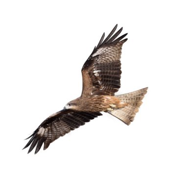 Siyah uçurtma ya da Pariah uçurtması beyaz arka planda uçuyor