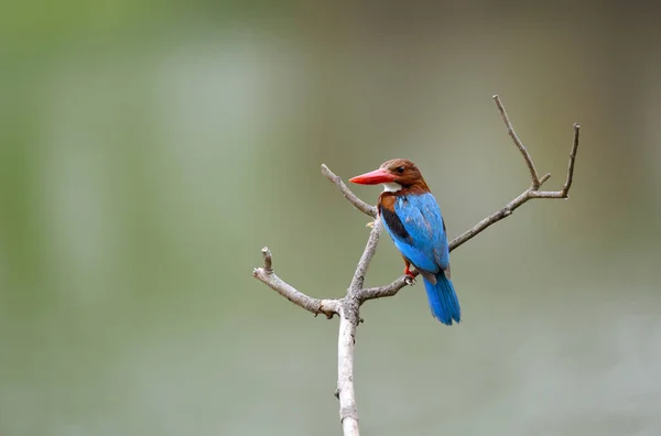 Peixe Rei Garganta Branca Pássaro Residente Comum Tailândia Que Poderia — Fotografia de Stock