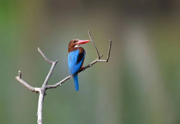 Pescador Real Garganta Blanca Ave Residente Común Tailandia Que Podría — Foto de Stock