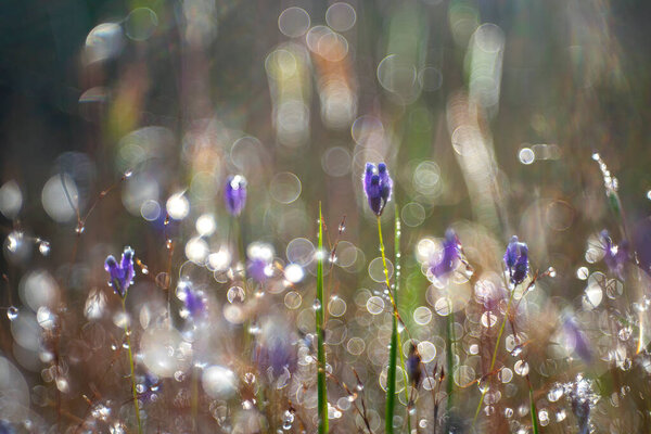purple flowers with morning dew