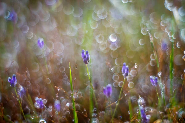 Flores Moradas Con Rocío Matutino — Foto de Stock