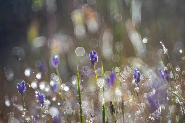 Flores Moradas Con Rocío Matutino — Foto de Stock