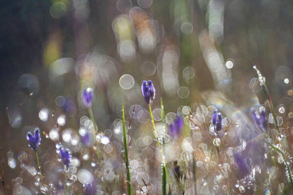 purple flowers with morning dew