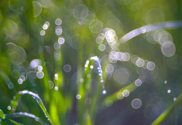 Gouttes Rosée Sur Une Herbe Verte — Photo