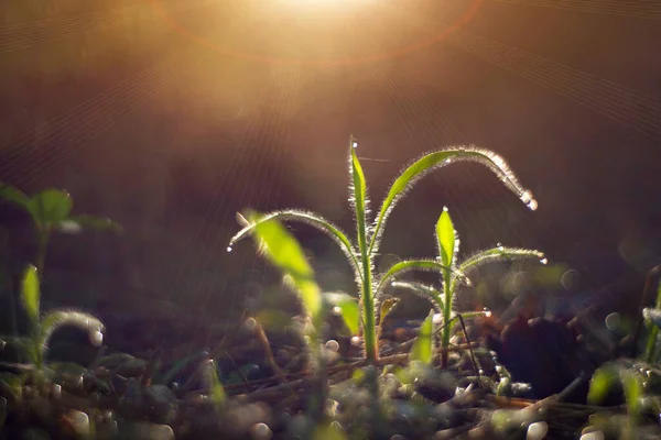 Gouttes Rosée Sur Une Herbe Verte — Photo