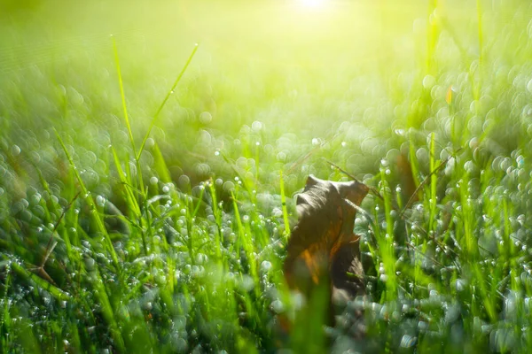 Gouttes Rosée Sur Une Herbe Verte — Photo