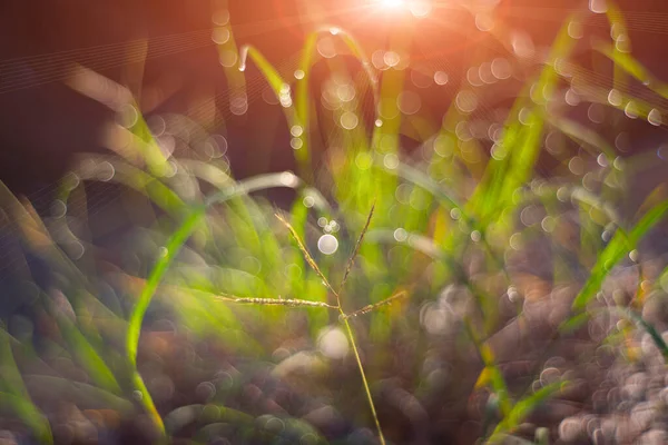 Краплі Роси Зеленій Траві — стокове фото