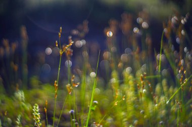 Yeşil çimenlerin üzerindeki çiy damlaları