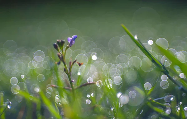 Gotas Rocío Una Hierba Verde — Foto de Stock