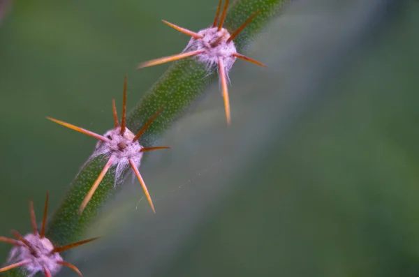 Hermoso Primer Plano Cactus Jardín — Foto de Stock