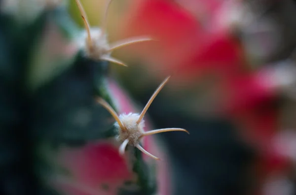 Beau Cactus Gros Plan Dans Jardin — Photo