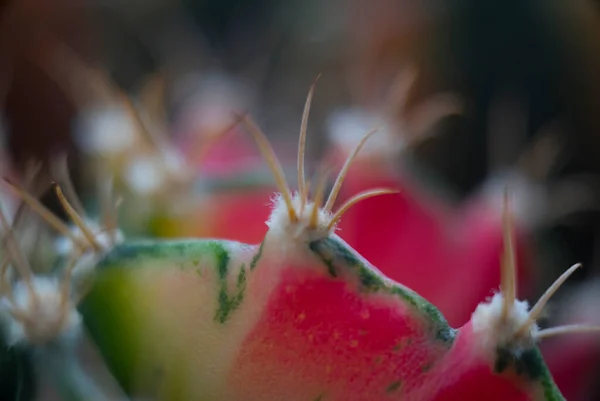 Beatiful Closeup Cacto Jardim — Fotografia de Stock