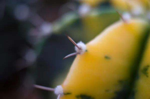 Hermoso Primer Plano Cactus Jardín — Foto de Stock