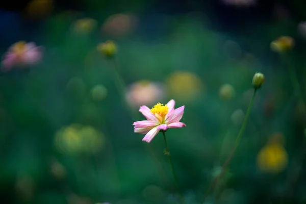 Güzel Kozmos Çiçekleri Sabah Çiçek Açıyor — Stok fotoğraf