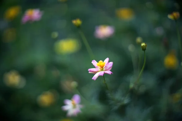 Güzel Kozmos Çiçekleri Sabah Çiçek Açıyor — Stok fotoğraf