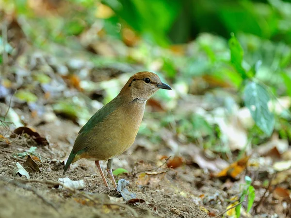 Ptáček (modrá zpěvavý pitta) Thajsko — Stock fotografie