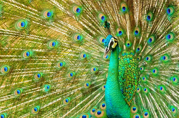 Portret van een prachtige pauw met veren uit — Stockfoto