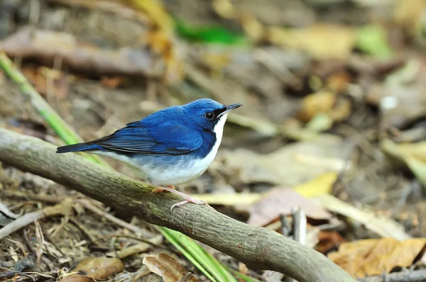 Fågel (siberian blue robin), thailand — Stockfoto