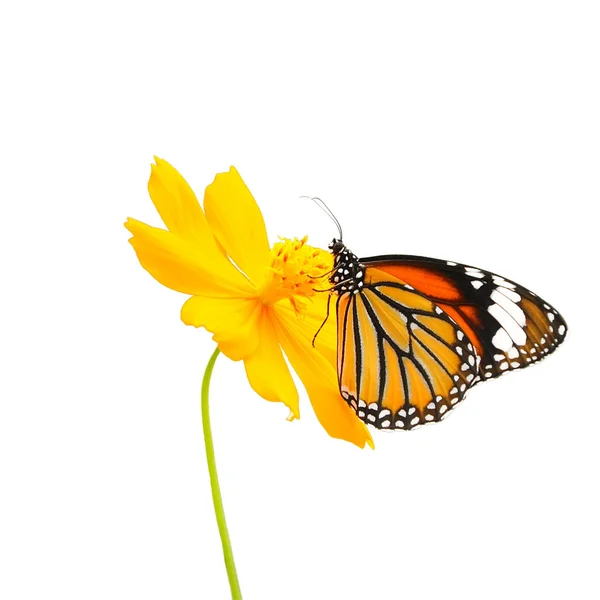 Butterfly (Common Tiger) and flower isolated on white background — Stock Photo, Image