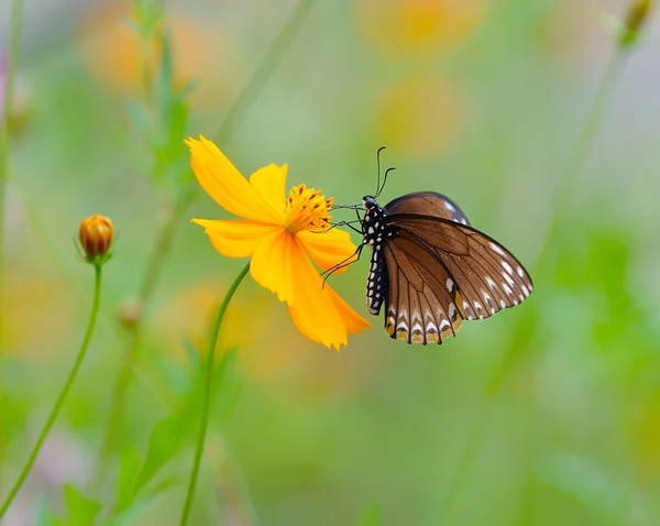 Butterfly (Common Mime) , Thailand — Stock Photo, Image