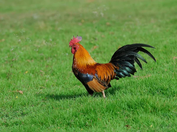 Un coq de couleur vive dans un champ au printemps — Photo