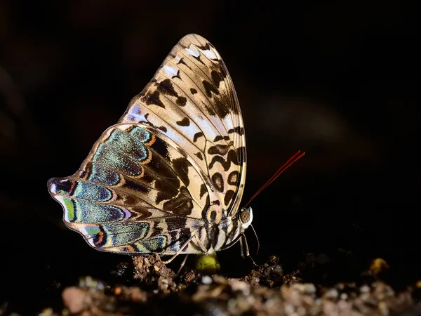 Vlinder (blauwe Begum), Thailand — Stockfoto