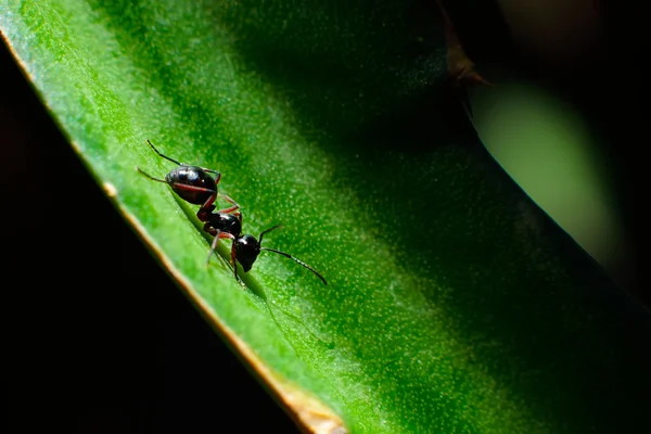 Formiga de perto — Fotografia de Stock