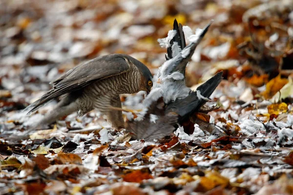 Güvercin öldüren dişi atmaca.