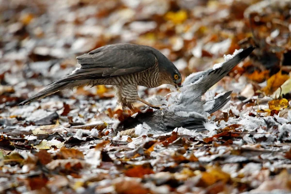 Sperberweibchen Mit Taubenschlag Getötet — Stockfoto