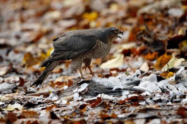 Vrouwelijke Sparrowhawk Met Duivendoding — Stockfoto