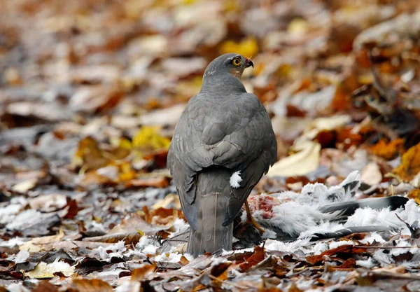 Sparvhök Honkön Med Duvdödande — Stockfoto