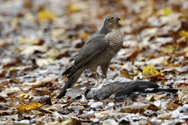 Vrouwelijke Sparrowhawk Met Duivendoding — Stockfoto