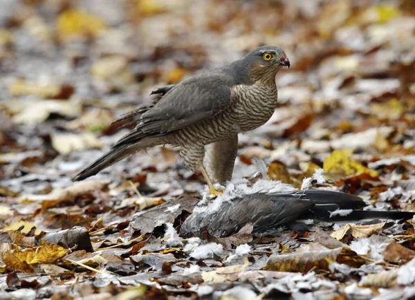 Güvercin öldüren dişi atmaca.
