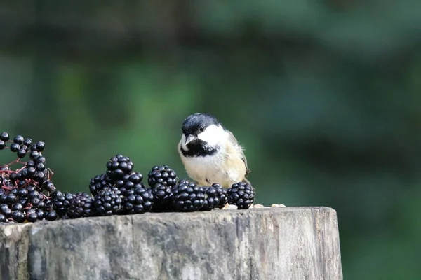 Coal Tit Feeding Garden — Zdjęcie stockowe