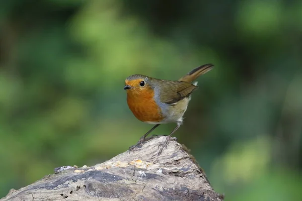 Eurasia Robin Alimentación Bosque — Foto de Stock