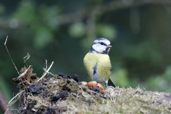 Blaumeisen Fressen Wald — Stockfoto